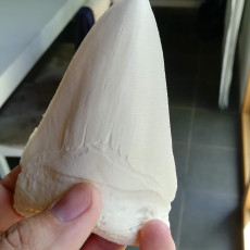 Picture of print of Megalodon fossil shark tooth