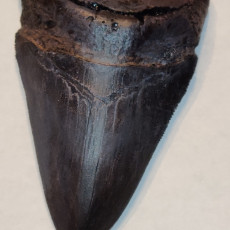 Picture of print of Megalodon fossil shark tooth