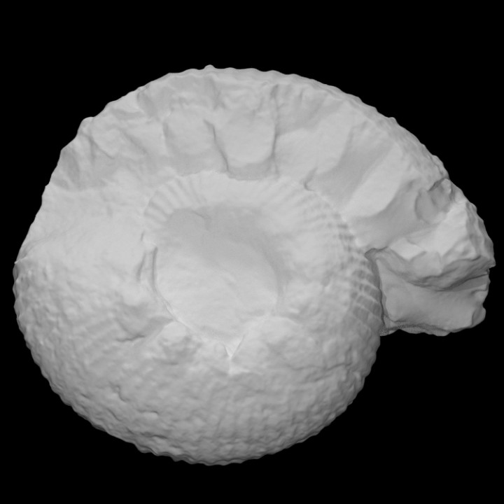 Ammonite Zemistephanus charlottensis image