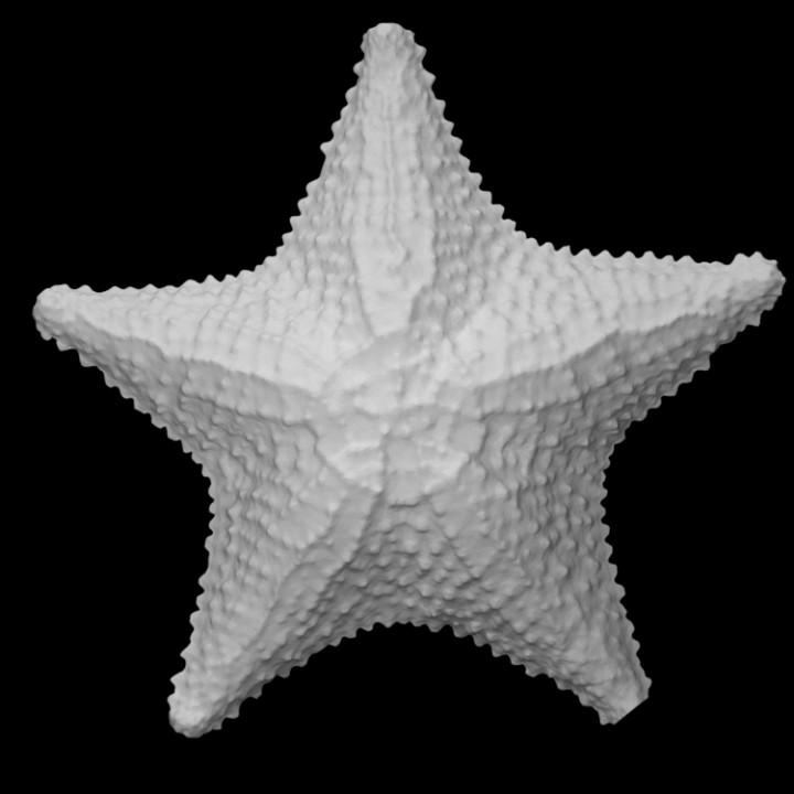 Asteroid: starfish or seastar image