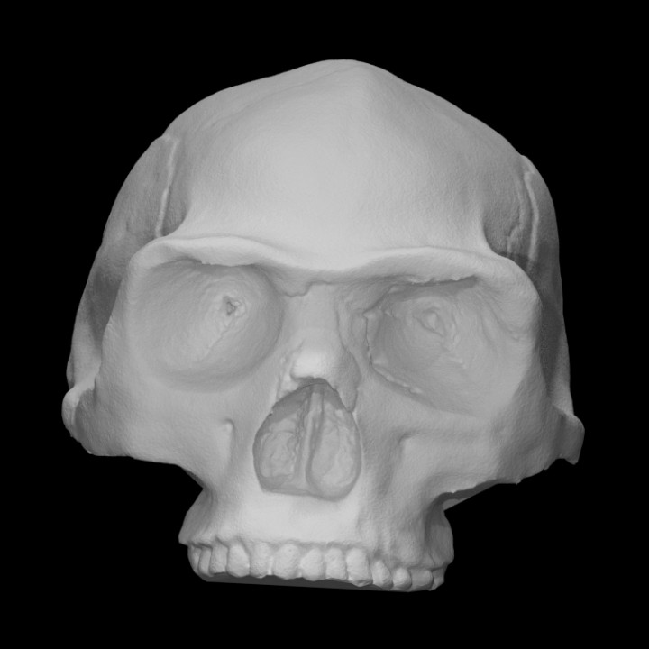 Peking Man Skull image