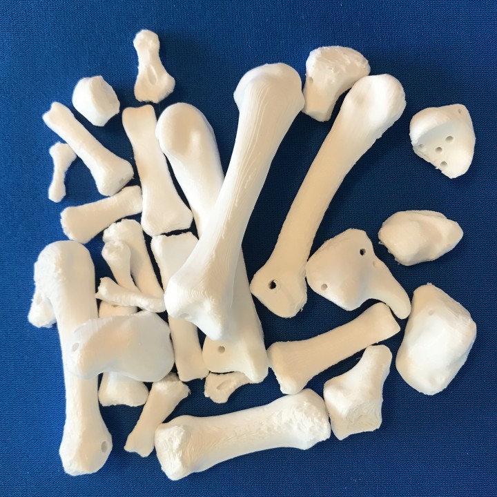 Hand Bone Anatomy Model image