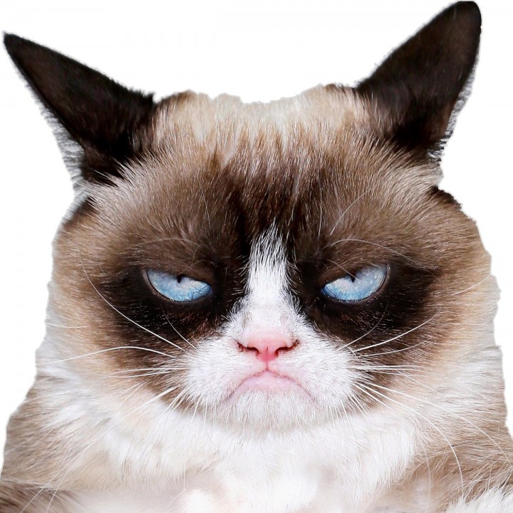 grumpy cat image