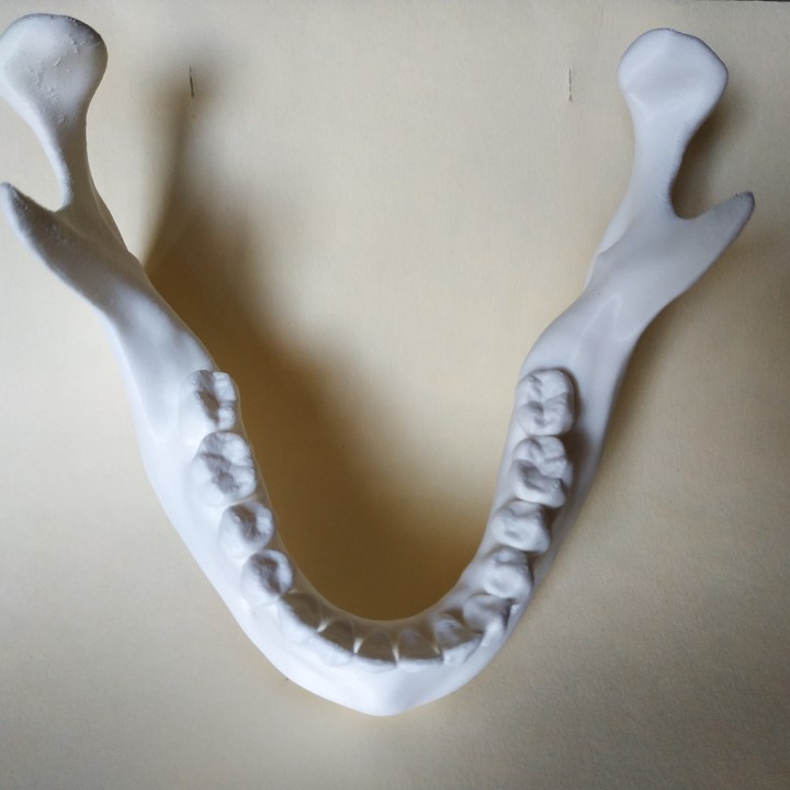 Human Mandible with teeth (with out 3rd molar) image