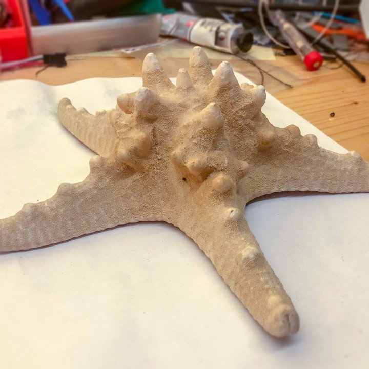 Starfish photogrammetry scan image