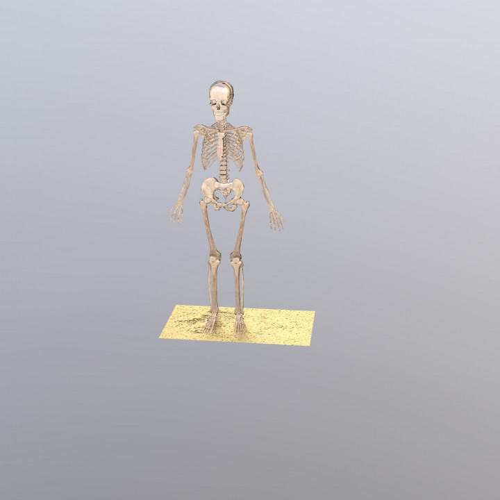 Skeleton  image