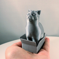 Picture of print of Schrodinky: British Shorthair Cat Sitting In A Box(single extrusion version)