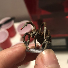 Picture of print of Sword spider