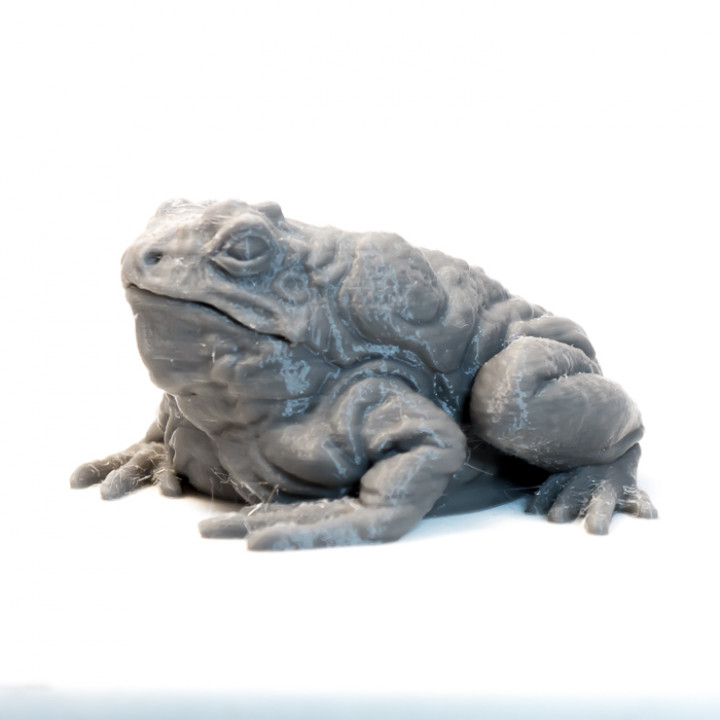 3d Printable Giant Toad Dnd Monster 2 Poses By Dca Tabletop