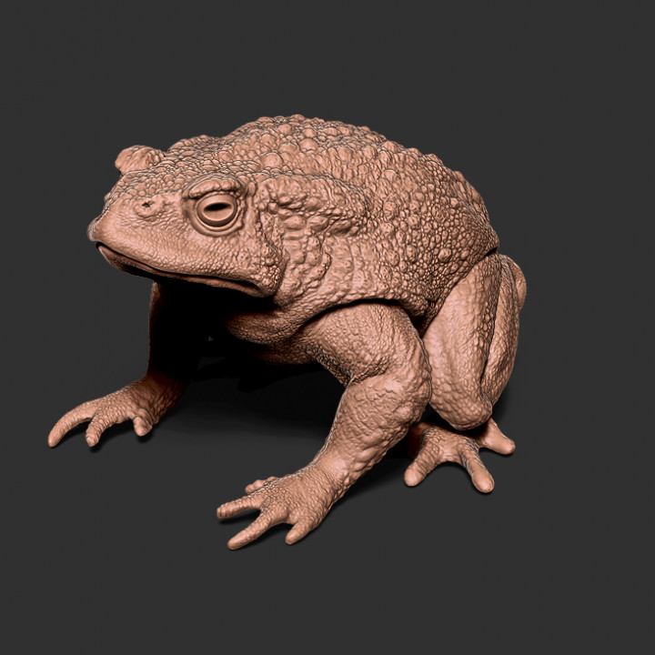Realistic Toad image