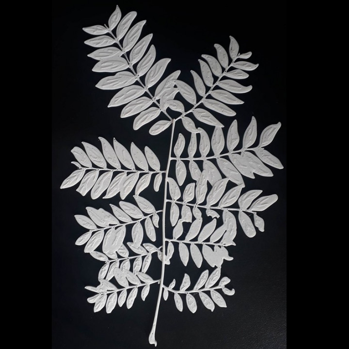 Pinnate Leaf Branch image