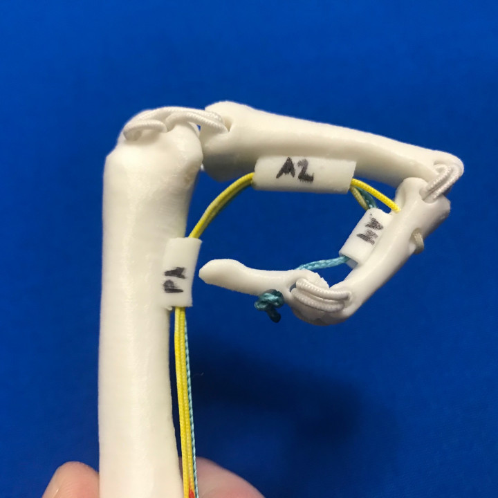 Finger Flexor Tendon Anatomy Model (Left Index) image