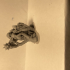 Bugbear - Tabletop Miniature print image