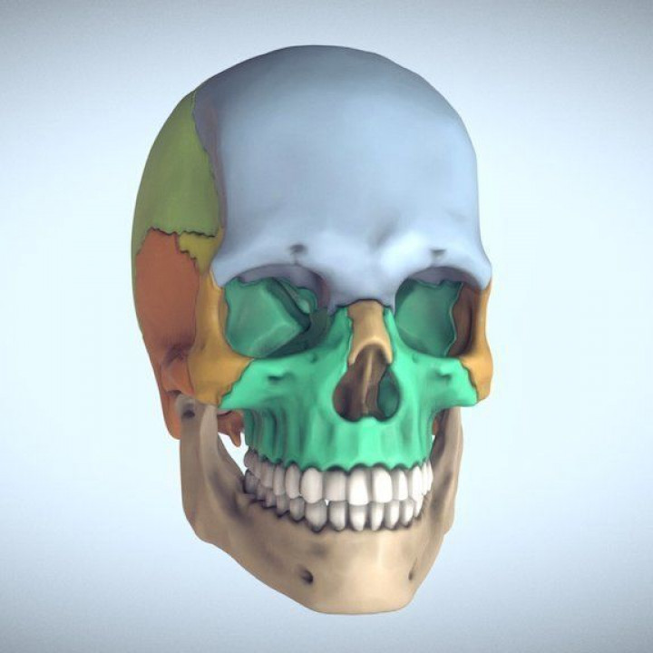 3D Printable Anatomical Human Skull - Sectioned Edition by Saverio