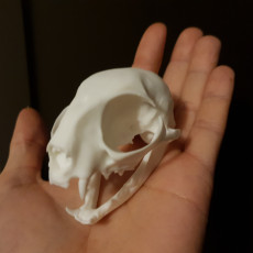 Picture of print of Domestic Cat Skull