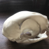 Domestic Cat Skull print image