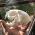 Domestic Cat Skull print image