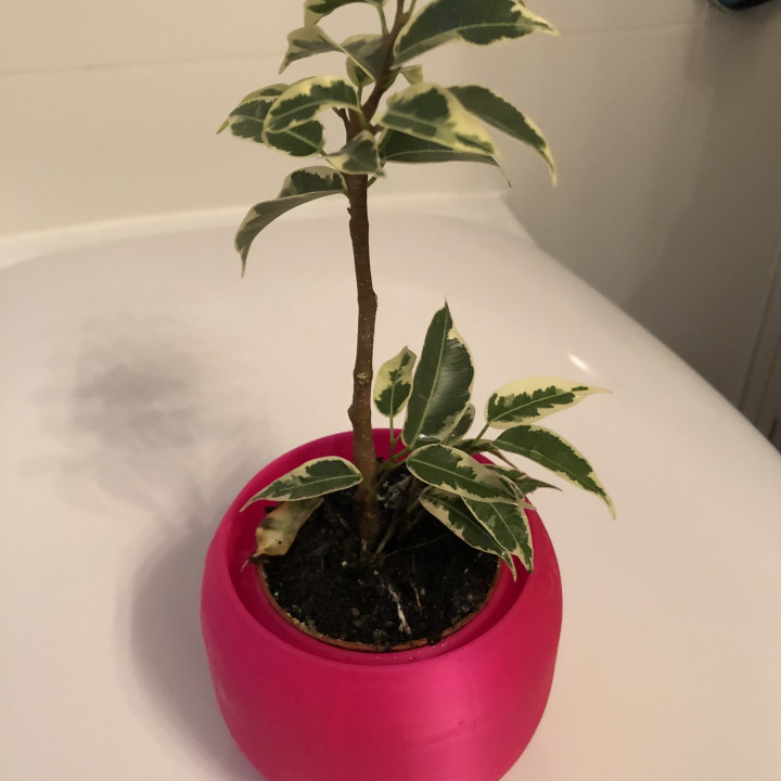 Pot for bonsai or plant image
