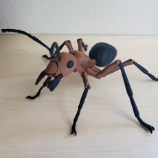 Picture of print of Ant