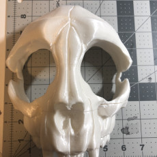 Picture of print of Cat Skull Mask