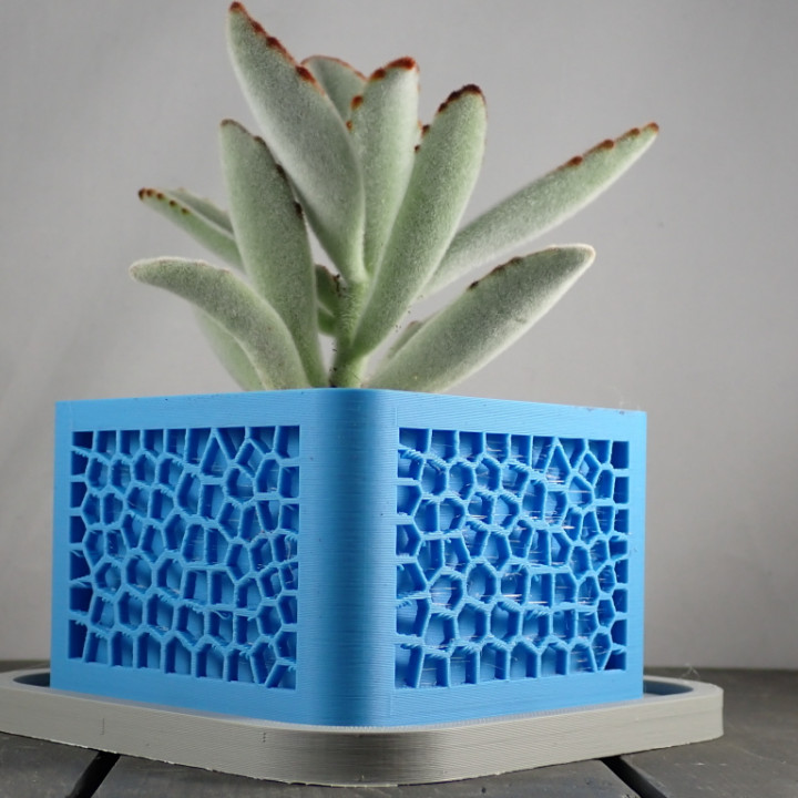 Voronoi Planter image